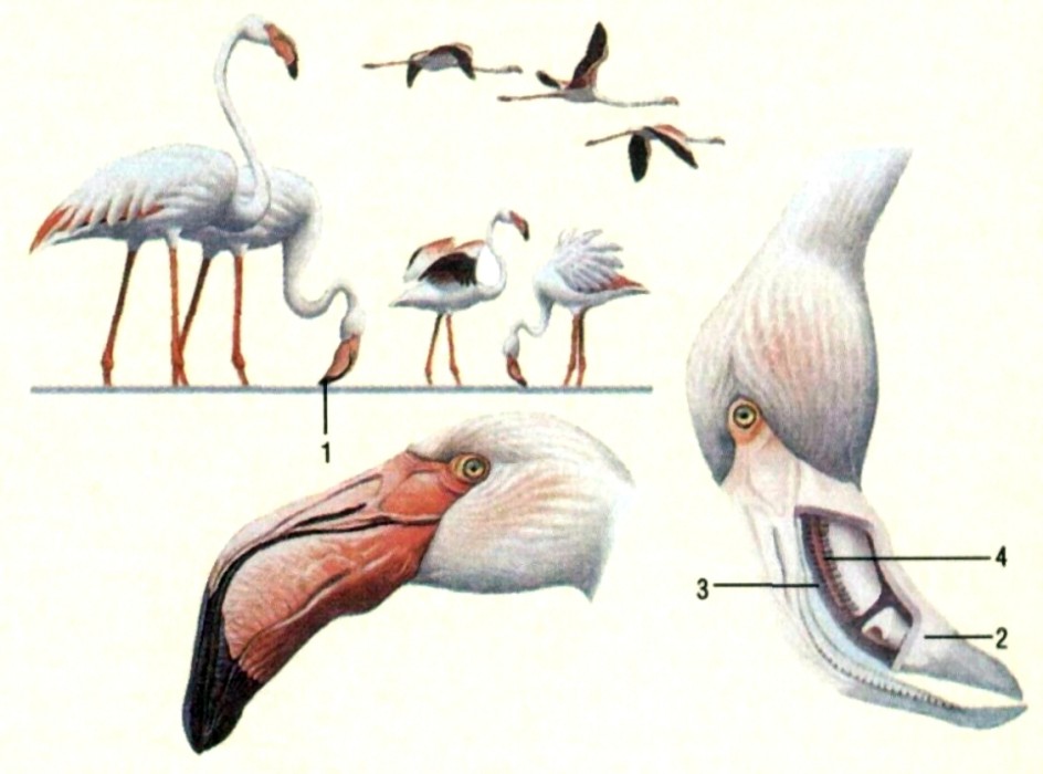 Части клюва птиц. Клюв Фламинго строение. Анатомия журавля. Надклювье у птиц. Строение клюва Цапли.