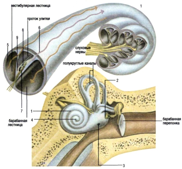 Ушная улитка строение. Строение улитки уха анатомия. Строение улитки внутреннего уха. Строение улитки уха человека. Внутреннее ухо улитка анатомия.