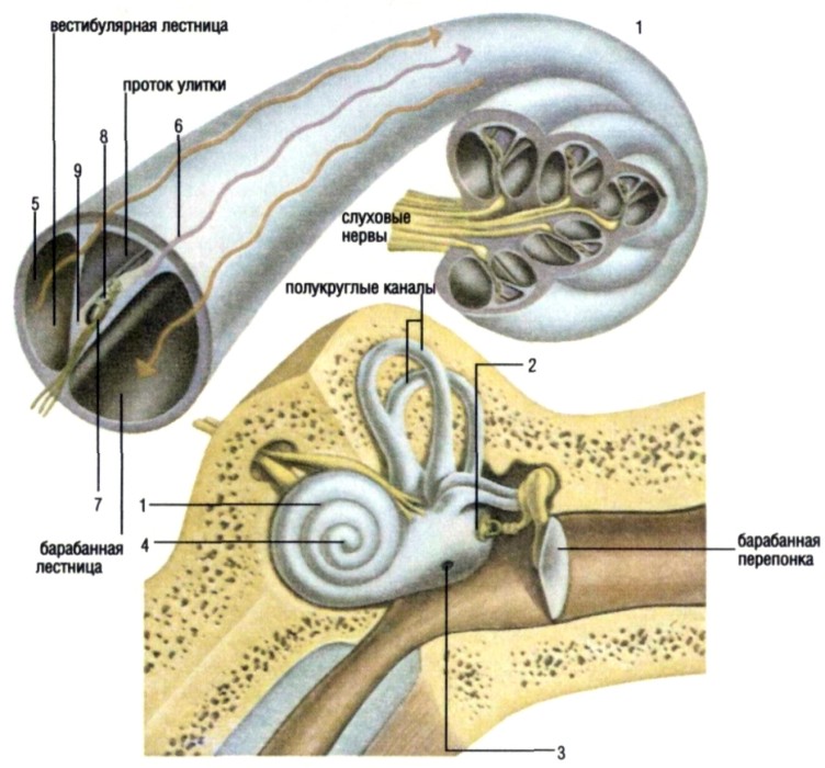 Улитка и слуховой нерв. Строение улитки уха анатомия. Строение улитки внутреннего уха. Строение улитки уха человека. Внутреннее ухо улитка анатомия.