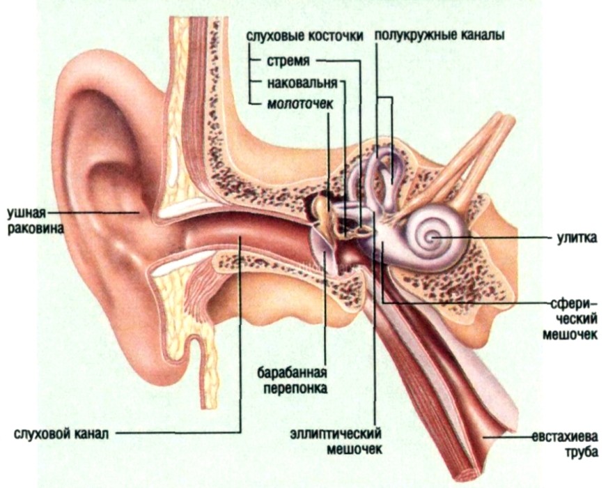 Строение и функции уха
