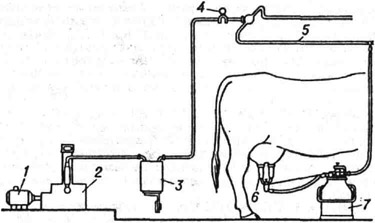 Схема доильной установки: 1 - электродвигатель; 2 - ротационный вакуум-насос; 3 - вакуумный баллон; 4 - вакуумметр; 5 - вакуум-провод; 6 - доильный стакан; 7 - фляга