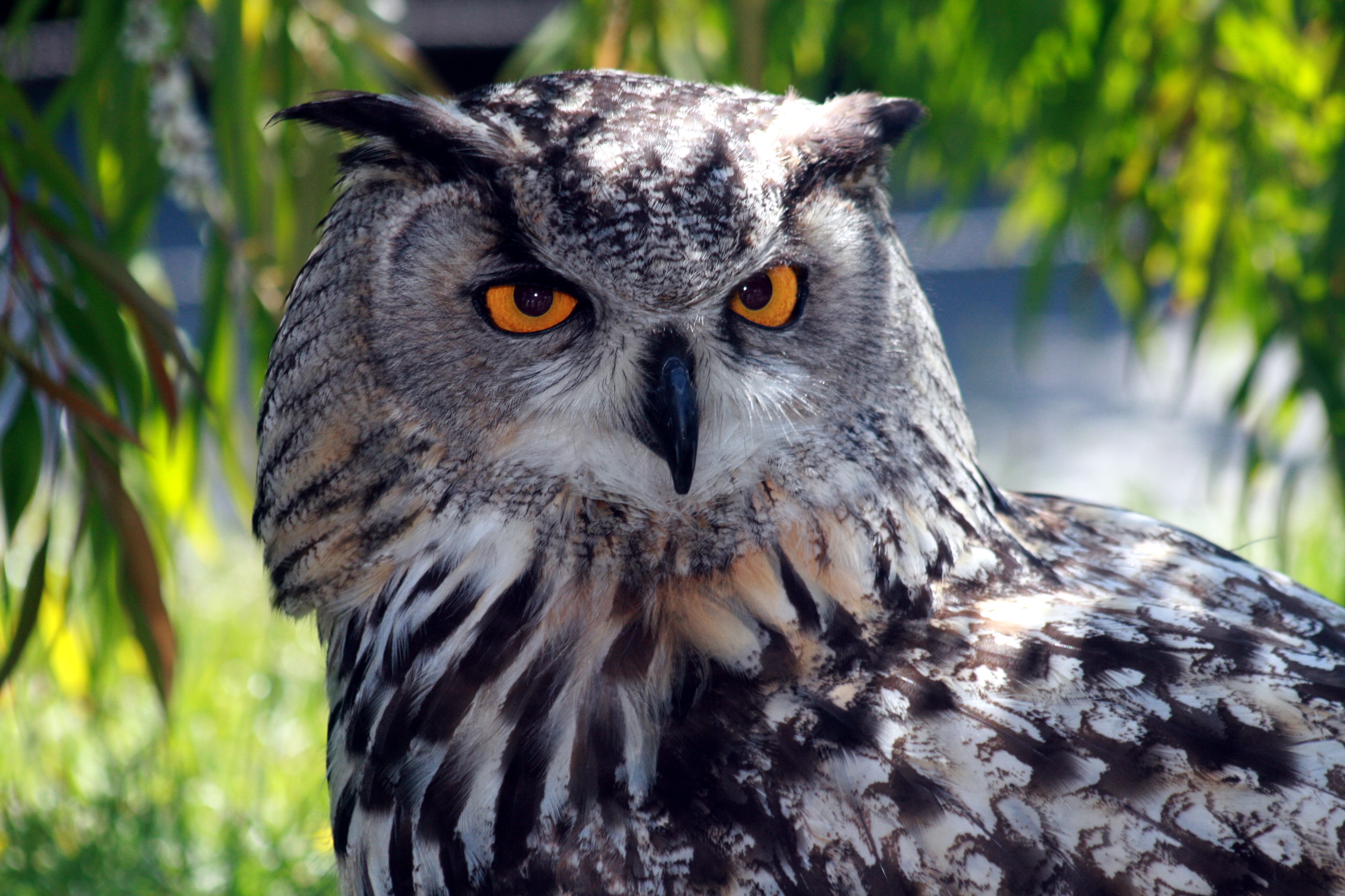 Bubo Bubo Филин ареал обитания