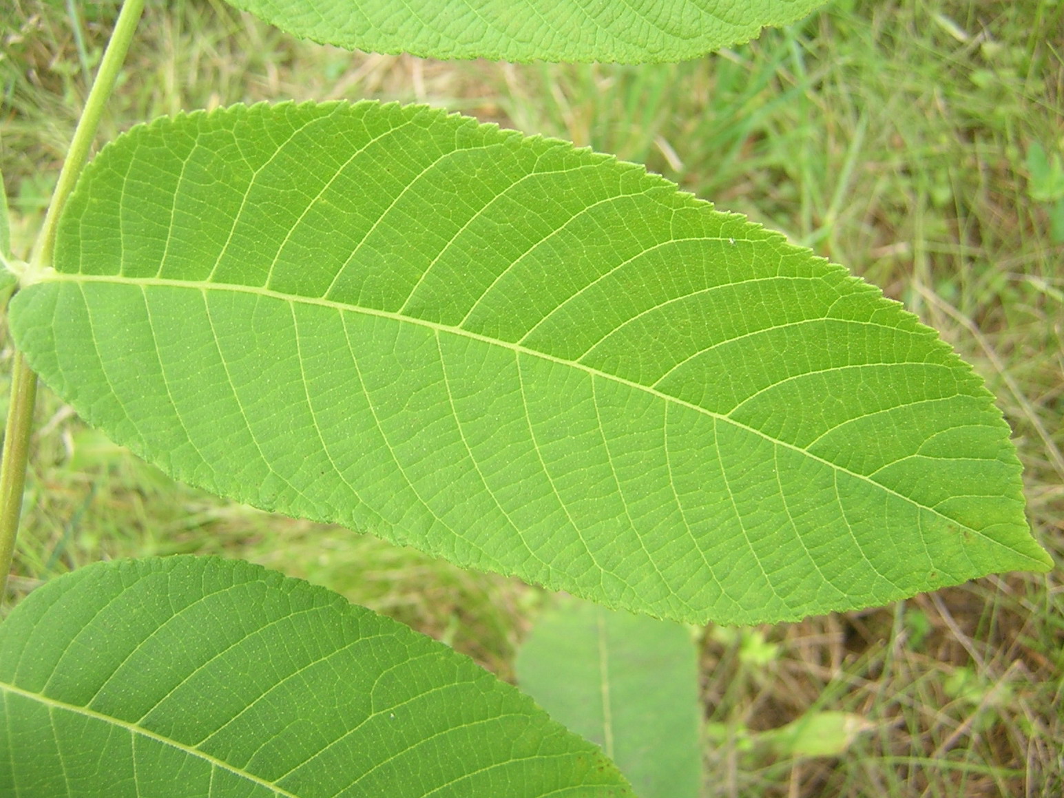 Листья грецкого ореха купить. Орех маньчжурский (Juglans nigra l.). Juglans mandshurica листья. Лист маньчжурского ореха. Маньчжурский орех дерево листья.