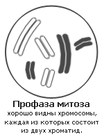Что такое хроматида когда она становится хромосомой. profaza. Что такое хроматида когда она становится хромосомой фото. Что такое хроматида когда она становится хромосомой-profaza. картинка Что такое хроматида когда она становится хромосомой. картинка profaza. ХРОМАТИДА — (от греч. chroma род. п. chromatos цвет и eidos вид), одна из двух нуклеопротеидных нитей, которые образуются при удвоении хромосом в процессе клеточного деления. После разделения хроматиду называют дочерними хромосомами … Большой Энциклопедический словарь