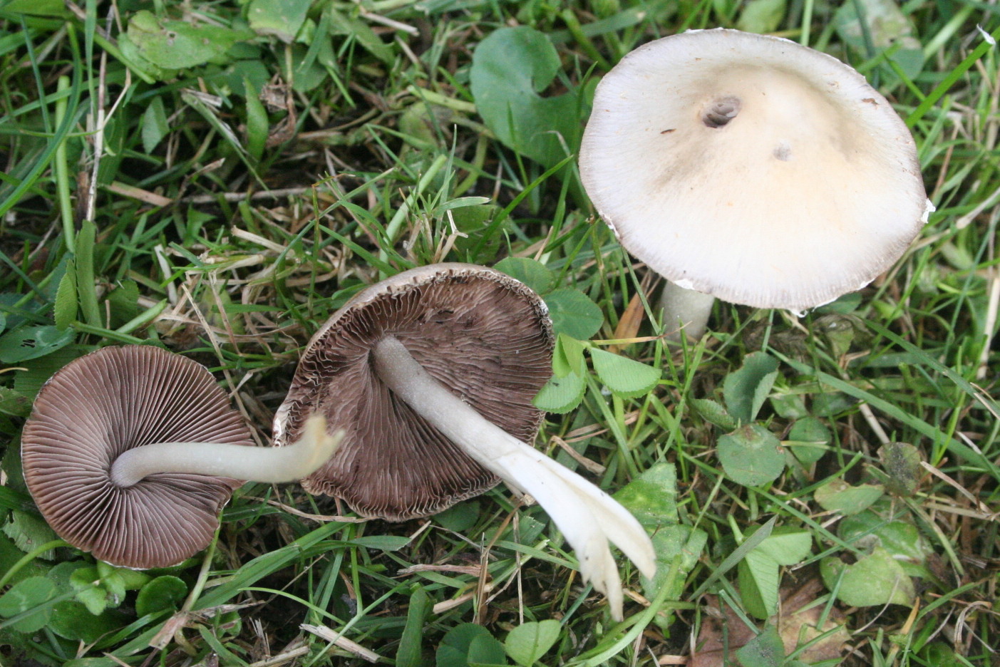 Полевые грибы
