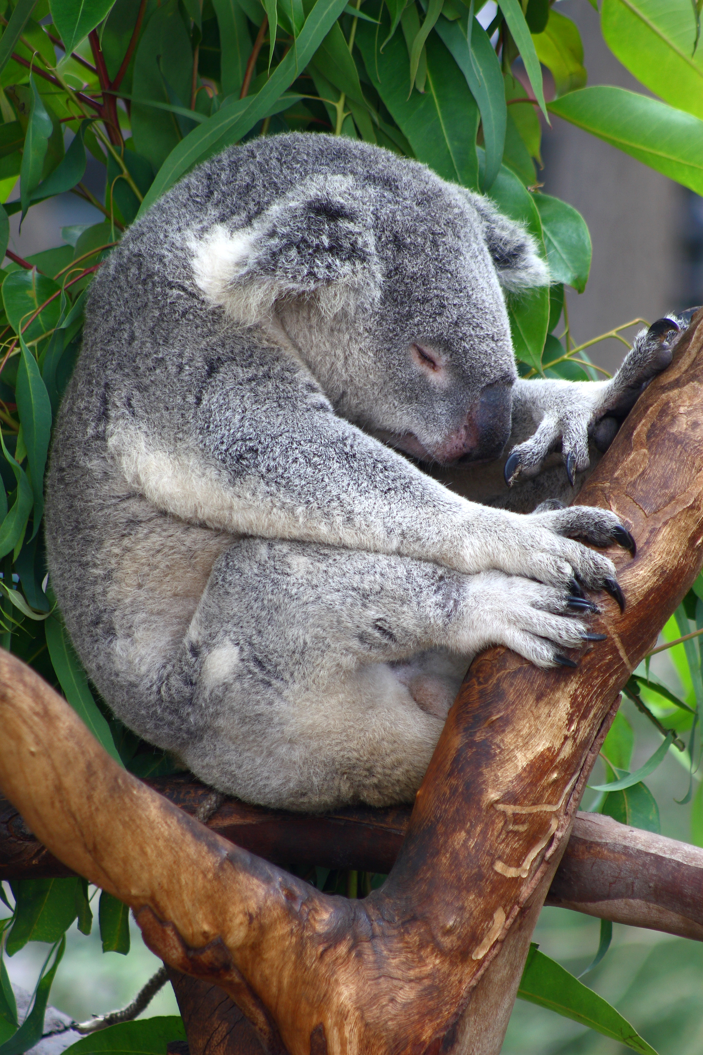 Сколько спят коалы. Лоун Пайн коала. Коалла или коала. Коала на эвкалипте.