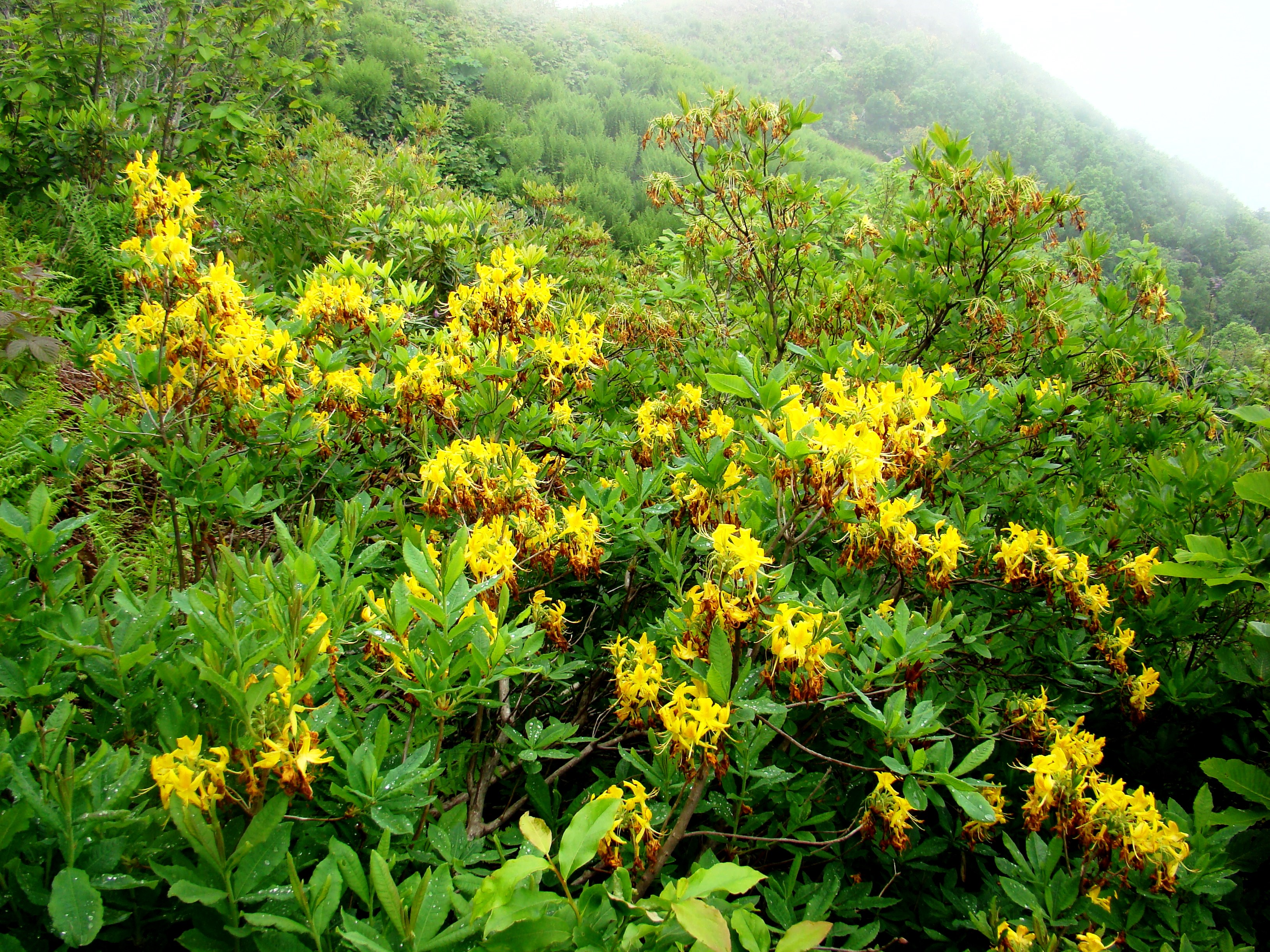 Дикие цветы турция. Рододендрон жёлтый Rhododendron luteum. Рододендрон кавказский желтый.