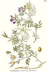 322 Astragalus arenarius.jpg