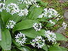 Allium ursinum0.jpg