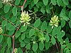 Astragalus glycyphyllos W.jpg
