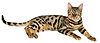 Brown spotted tabby bengal cat.jpg