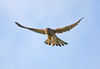 Common-Kestrel-2.jpg