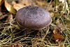 Cortinarius.violaceus.-.lindsey.jpg