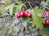 Crataegus monogyna fruits.jpg
