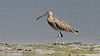 Curlew (Numenius arquata) (5).jpg