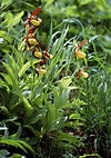 Cypripedium calceolus wiki mg-k01.jpg