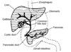 Digestive system showing bile duct.png