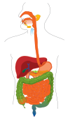 Digestive system whitout labels.svg