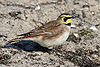 Eremophila alpestris2.jpg