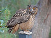 Eurasian Eagle-Owl RWD.jpg