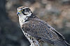 Falco cherrug (Marek Szczepanek).jpg