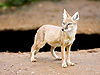 Fox---Vulpes-corsac---(Gentry).jpg