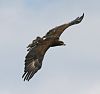 Golden Eagle (Aquila chrysaetos) (1).jpg