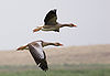Graylag geese (Anser anser) in flight 1700.jpg