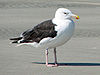 Great black-backed gull, (Larus marinus) RWD2.jpg