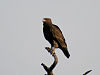 Great spotted Eagle I2 IMG 8358.jpg