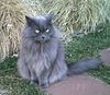Grey Longhaired Female Cat.jpg