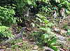 Gunung Leuser National Park Jungle Life.jpg