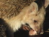 Hemiechinus auritus or Long-eared Hedgehog, Trans-Altai Gobi,Ömnögovi Province, South Mongolia .JPG