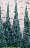 Juniperus scopulorum Blue Heaven 1.jpg