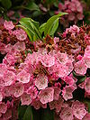 Mountain Laurel Kalmia latifolia Flowers 2448px.jpg