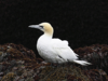 Northern gannet keflavik iceland.png