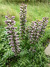 P1000255 Acanthus spinosus (Spiny bear's breeches) (Acanthaceae) Plant.JPG