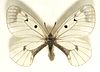 Parnassius.mnemosyne.mounted.jpg