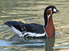 Red-breasted Goose (Branta ruficollis) RWD2.jpg