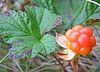 Rubus chamaemorus close-up.JPG