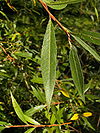 Salix alba 022.jpg