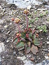 Saxifraga nivalis plant upernavik 2007-07-02.jpg