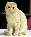 Scottish Fold - CFF cat show Heinola 2008-05-03 IMG 7882.JPG