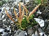 Selaginella selaginoides a1.jpg