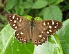 Speckled Wood butterfly male.jpg