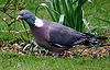 Woodpigeoncloseup.jpg