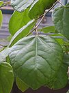 Cercis chinensis's leaf.JPG