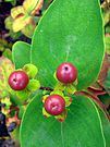Dziurawiec barwierski Hypericum androsaemum fruit.jpg