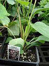 Starr 070906-8821 Echinacea purpurea.jpg