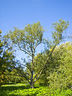 Salix fragilis 004.jpg